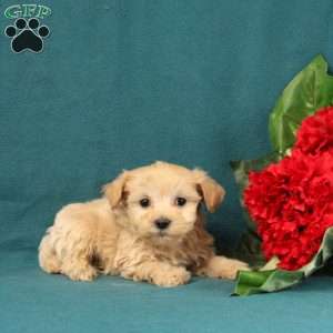 Galla, Maltipoo Puppy